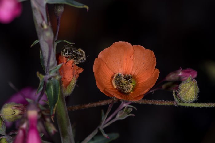 Завораживающая фотография пчел, которые спят в цветке Интересное