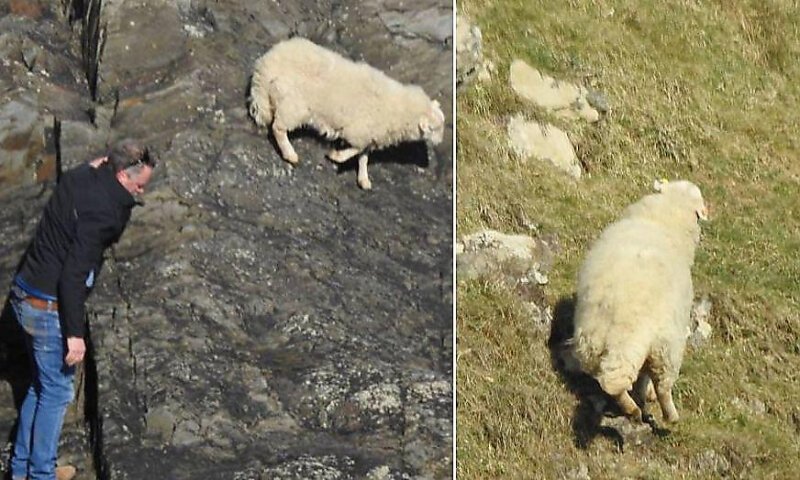 Британец, рискуя своей жизнью, спас овцу, застрявшую на скале Общество