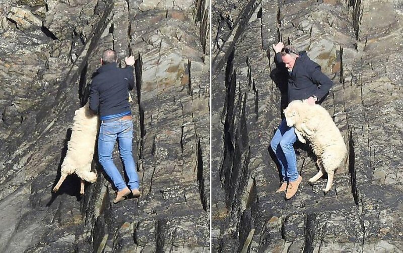 Британец, рискуя своей жизнью, спас овцу, застрявшую на скале Общество