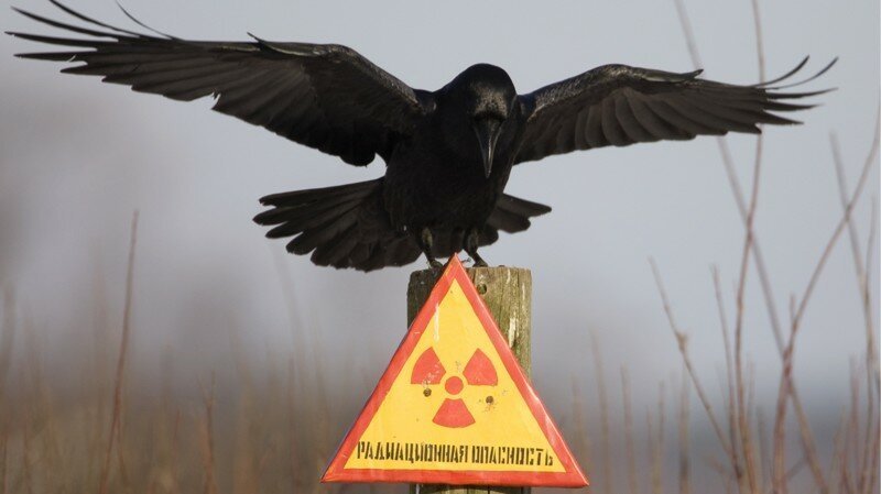Ядерные взрывы для народного хозяйства: не Чернобылем едины   Интересное