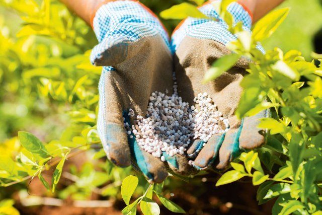 5 ошибок при выращивании голубики, которые лишают вас урожая садоводство
