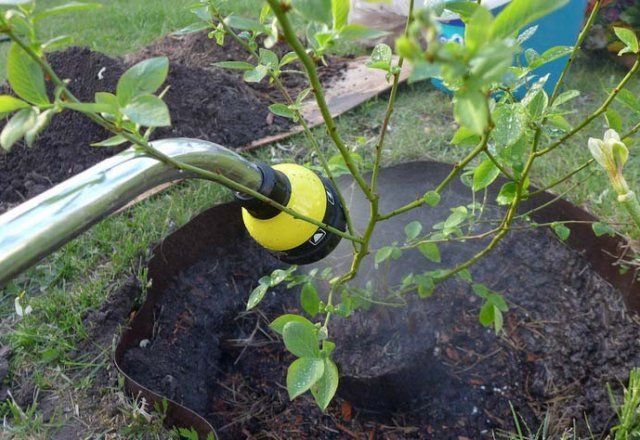 5 ошибок при выращивании голубики, которые лишают вас урожая садоводство