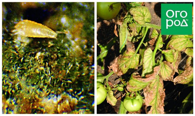 Вредители томатов в открытом грунте и теплице: фото, описание, действенные меры борьбы огород,Томаты