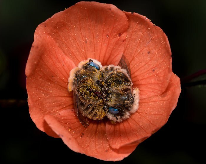 Пчелы, уснувшие в цветке: история одного фотоснимка природа