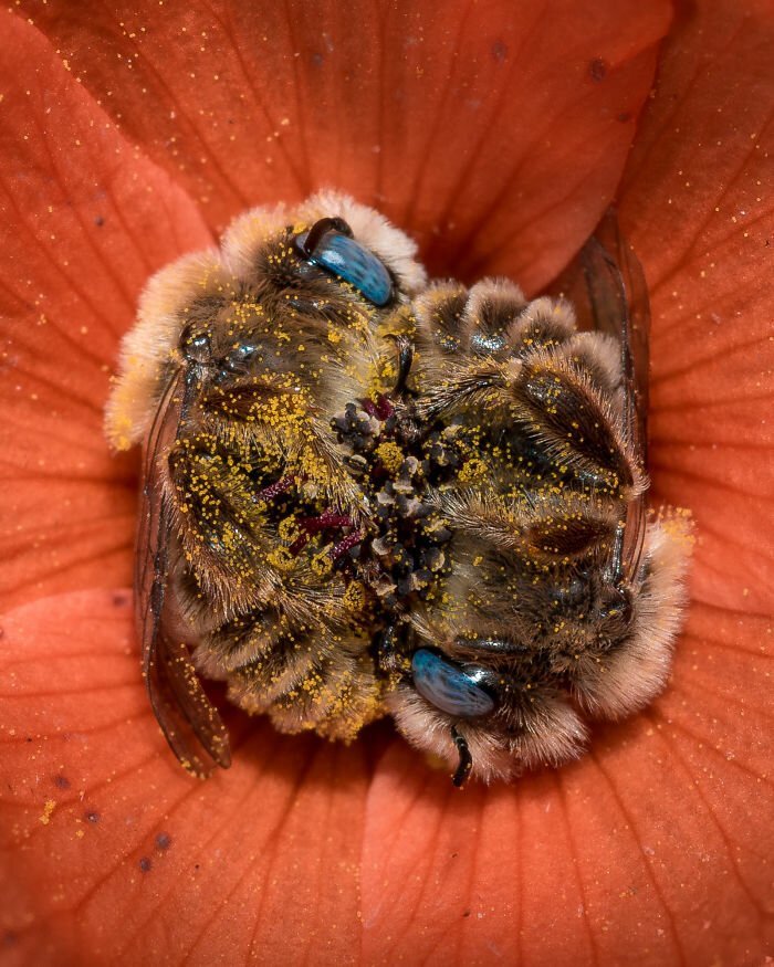 Пчелы, уснувшие в цветке: история одного фотоснимка природа