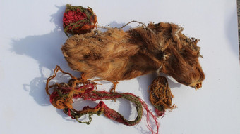 В Перу найдены останки жертвенных морских свинок в ярких украшениях Археология