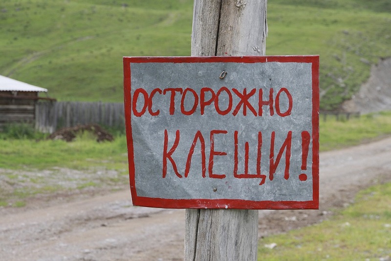 Как перестать беспокоиться по поводу клещей Советы,Весна,Клещи,Насекомые,Отдых,Природа