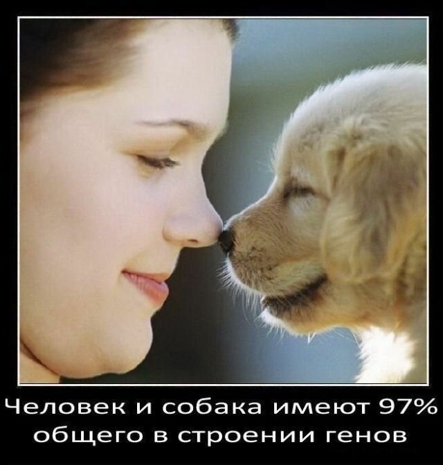 Факты о собаках   Интересное