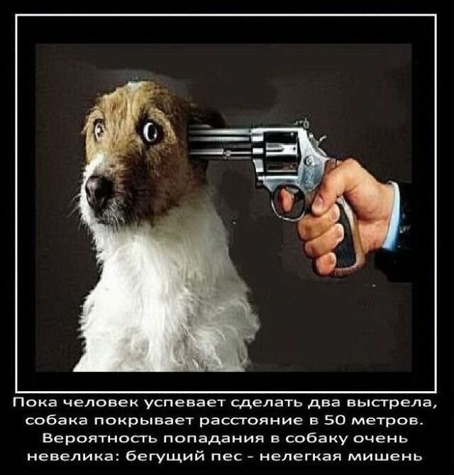 Факты о собаках   Интересное