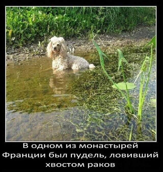Факты о собаках   Интересное