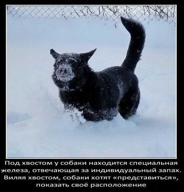 Факты о собаках   Интересное