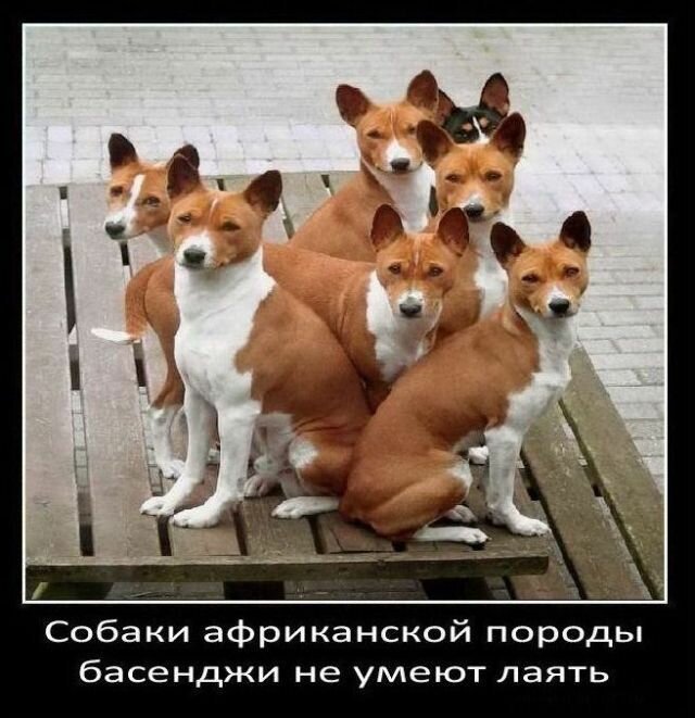 Факты о собаках   Интересное