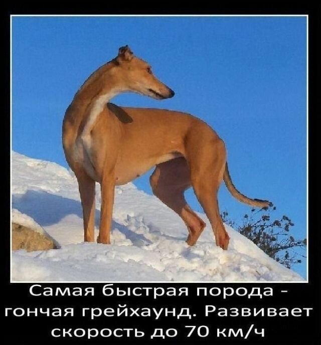 Факты о собаках   Интересное