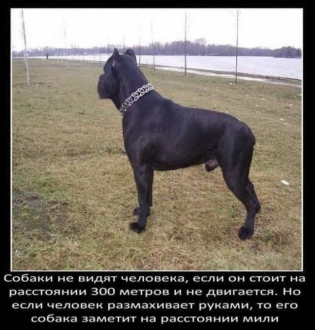 Факты о собаках   Интересное