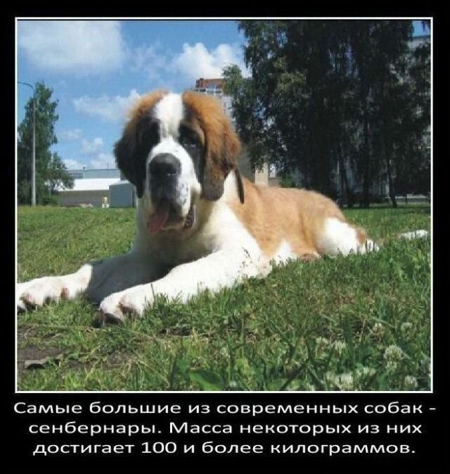 Факты о собаках   Интересное
