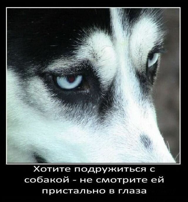 Факты о собаках   Интересное
