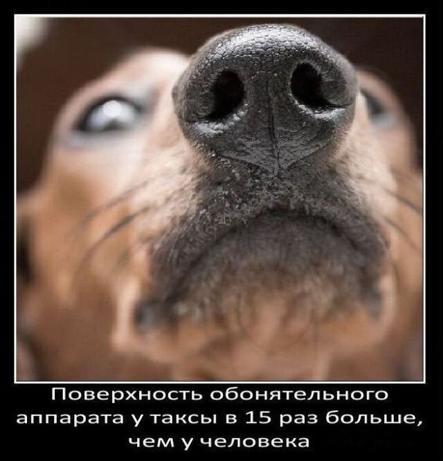 Факты о собаках   Интересное