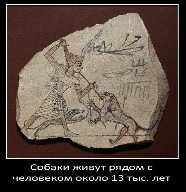 Факты о собаках   Интересное