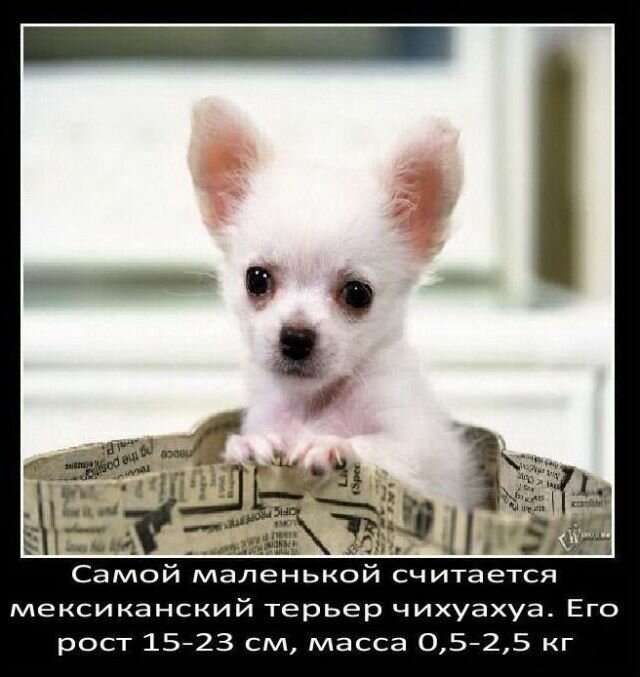 Факты о собаках   Интересное