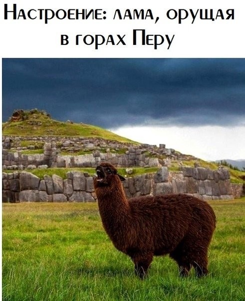 Подборка зачетных картинок и фотографий с надписями со смыслом картинки с надписями,смешные картинки,смешные комментарии