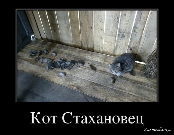 Прикольные и зачетные демотиваторы из нашей жизни со смыслом приколы,Свежие демотиваторы,юмор
