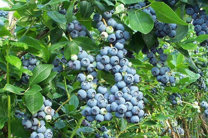 5 ошибок при выращивании голубики, которые лишают вас урожая садоводство
