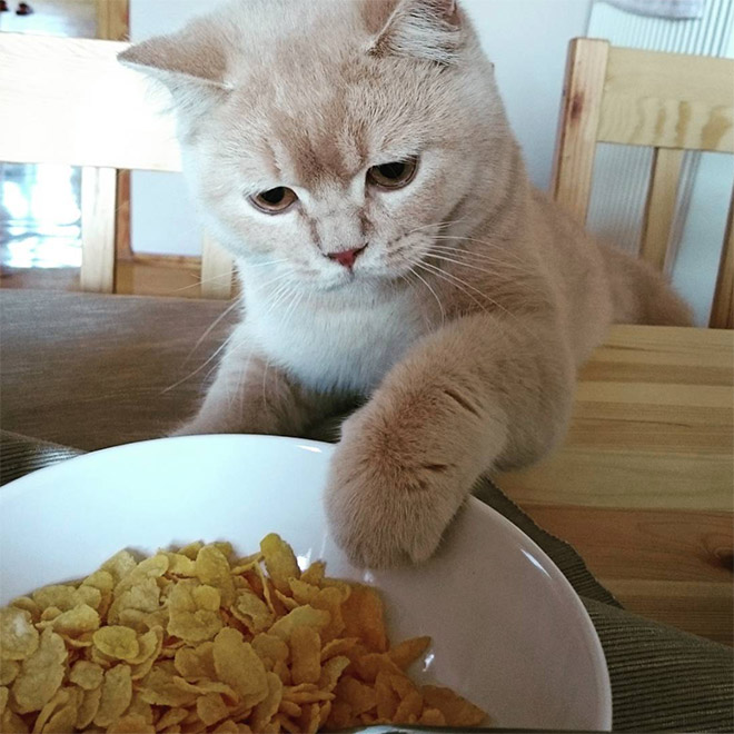 Коты воруют! 12 питомцев, застуканных с поличным + бонус. Часть 2 Приколы,еда,коты,приколы,смешные коты