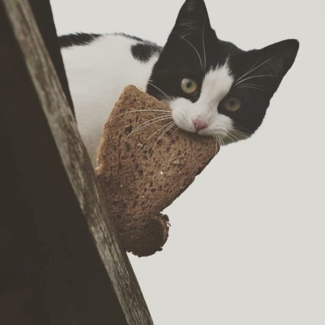 Коты воруют! 12 питомцев, застуканных с поличным + бонус. Часть 2 Приколы,еда,коты,приколы,смешные коты