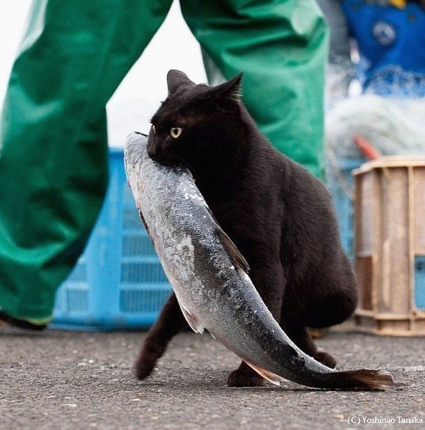 Коты воруют! 12 питомцев, застуканных с поличным + бонус. Часть 2 Приколы,еда,коты,приколы,смешные коты