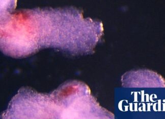 Модель людського ембріона, вирощена в лабораторії, виробляє клітини крові