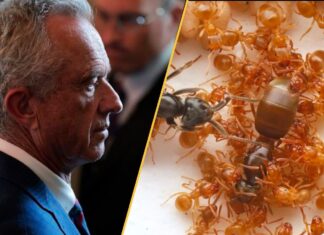 Science This Week: Chaos at CDC, Ancient Mysteries and Bug Crisis