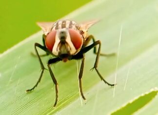 Возвращение оводки: всё больше опасности на пороге Америки