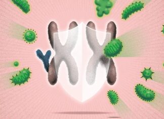 Why Women Are Harder to Infect (and How This Knowledge Could Save Everyone)