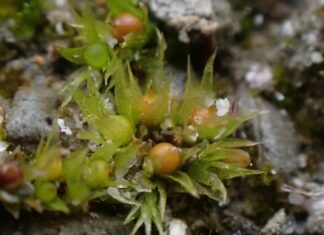 Le spore del muschio prosperano nello spazio, suggerendo la futura agricoltura interplanetaria