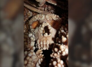 Neandertaler-Nasen: Entlarvung der Kälteanpassungstheorie