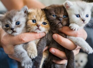 Pourquoi les frères et sœurs chats ne peuvent rien se ressembler