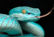 Snakes Inspired Прорив в інфрачервоному баченні 4K для майбутніх смартфонів