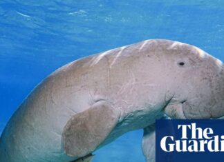 Influencer leitet Bemühungen, Thailands Dugongs vor dem Aussterben zu retten