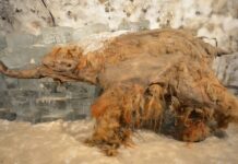 РНК стародавнього мамонта показує безпрецедентне збереження генетичного матеріалу