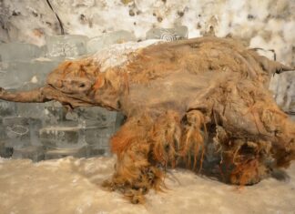 Oud mammoet-RNA onthult ongekend genetisch behoud