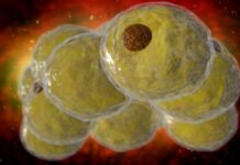 Эпигенетический контроль формирования жировых клеток, выявленный в новом исследовании