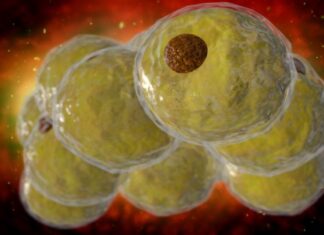 Contrôle épigénétique de la formation de cellules adipeuses identifié dans une nouvelle étude