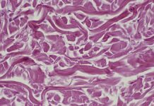 Ringiovanimento cellulare: gli scienziati identificano le proteine chiave per la riparazione dei tessuti