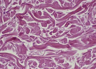 Peremajaan Seluler: Ilmuwan Mengidentifikasi Protein Kunci untuk Perbaikan Jaringan