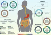 Darmmotilität durch genetische Studie mit Vitamin B1 verknüpft