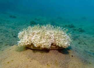 As águas-vivas dormem como humanos, revelando as origens do descanso