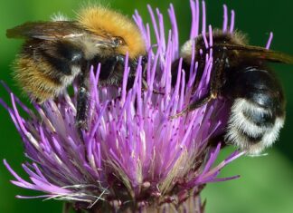 Пчелы как образец для межзвездной коммуникации: Почему математика может быть универсальным языком