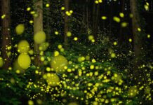 Außerirdische Zivilisationen signalisieren möglicherweise mit Licht, nicht mit Radiowellen