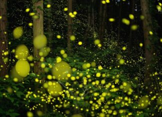 Инопланетные цивилизации могут сигнализировать светом, а не радиоволнами