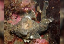 Риба-барабанщик: Риба з вбудованою барабанною установкою